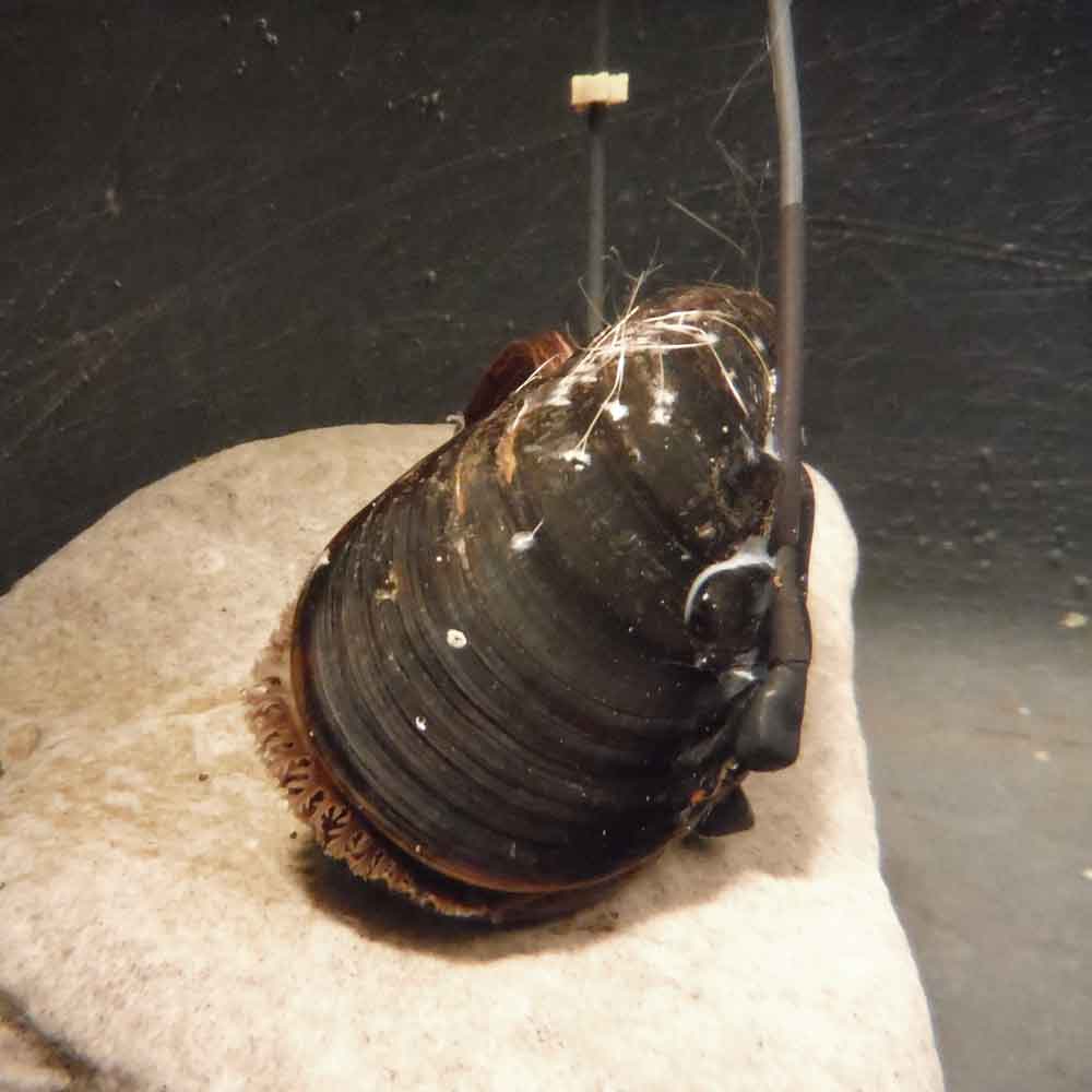 connected mussel