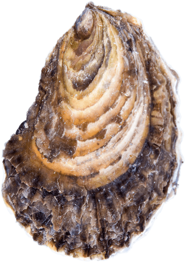 oyster oyster